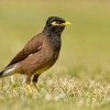 Majna obecna - Acridotheres tristis - Common Myna 0837